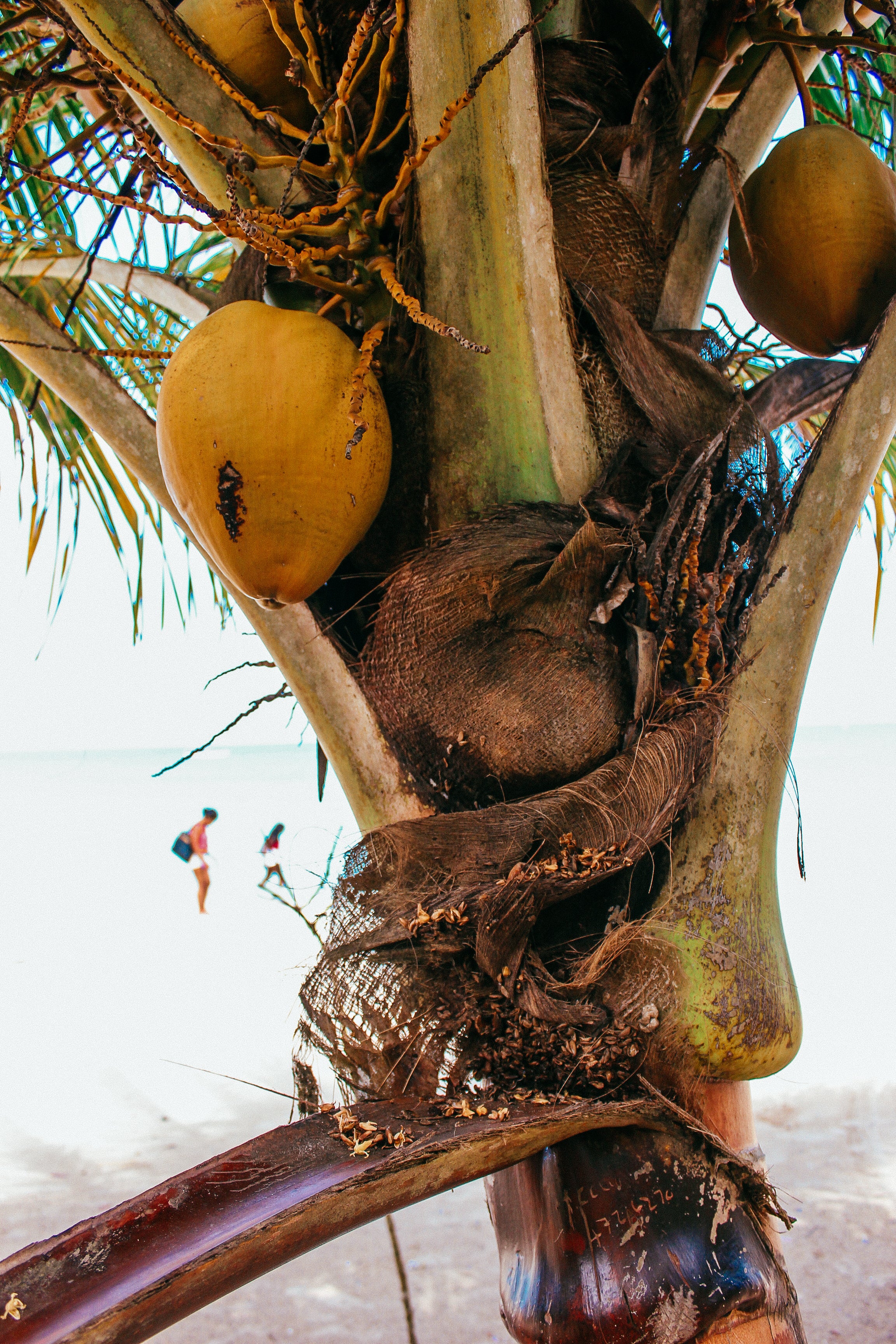 coconut-tree-closeup.jpg